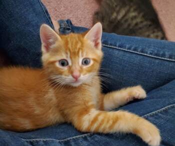 Rescue Domestic Short Hair Cats for Adoption in Hamilton Township, New Jersey - MANGO | PetCurious