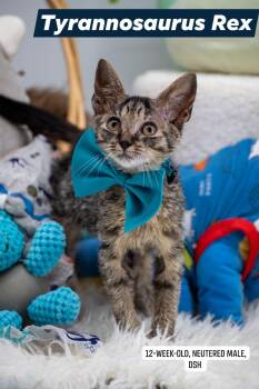 Tyrannosaurus Rex -  Domestic Short Hair Cat for Adoption in Sevierville, Tennessee - Tyrannosaurus Rex | PetCurious