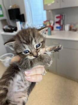 Sapphire -  Domestic Short Hair Cat for Adoption in Lafayette, Indiana - Sapphire | PetCurious