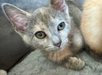Rescue Dilute Tortoiseshell Cats for Adoption in Arnold, Missouri - DeeDee | PetCurious