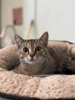 Domestic Short Hair Cats Available for Adoption - Maddie Mittens | PetCurious