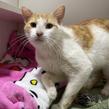 Reina -  Domestic Short Hair Cat Available for Adoption in Walden, New York - Reina | PetCurious