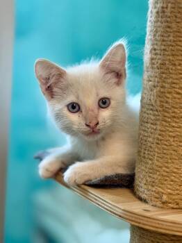 Domestic Short Hair Cats Available for Adoption in Cape Coral, Florida - Avalanche | PetCurious