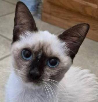 Grace -  Siamese and Domestic Short Hair Cat for Adoption in New Braunfels, Texas - Grace | PetCurious
