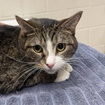 Domestic Short Hair Cats Available for Adoption in Murray, Utah - Pepper | PetCurious