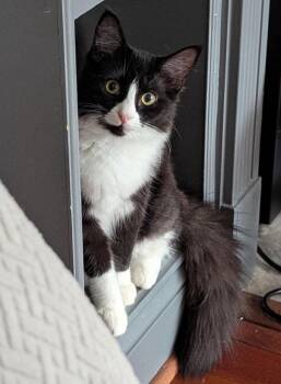 Pearline -  Domestic Short Hair Cat for Adoption in Bowie, Maryland - Pearline | PetCurious