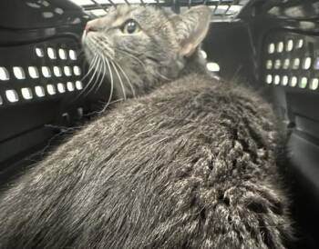 Domestic Short Hair Cats Available for Adoption in Des Moines, Iowa - Gray | PetCurious