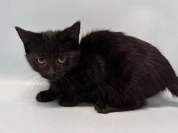 Balfour -  Domestic Short Hair Cat for Adoption in Golden Valley, Minnesota - Balfour | PetCurious