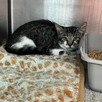 Allie -  Domestic Short Hair Cat for Adoption in Port Charlotte, Florida - Allie | PetCurious