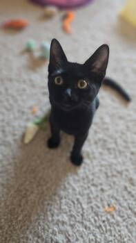 Everly -  Domestic Short Hair Cat for Adoption in Mansfield, Texas - Everly | PetCurious