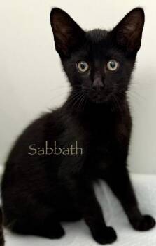 Sabbath -  Domestic Short Hair Cat for Adoption in Chicago, Illinois - Sabbath | PetCurious