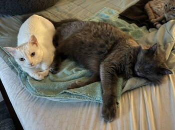 Rescue Nebelung Cats for Adoption in Irving, Texas - Finn And Lilla | PetCurious