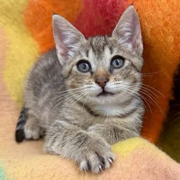 Rescue Domestic Short Hair Cats for Adoption in Costa Mesa, California - Patricia | PetCurious