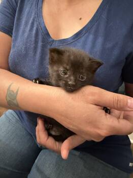 Domestic Short Hair Cats Available for Adoption in Camden, South Carolina - Pantone (Available For Pre-adoption) | PetCurious