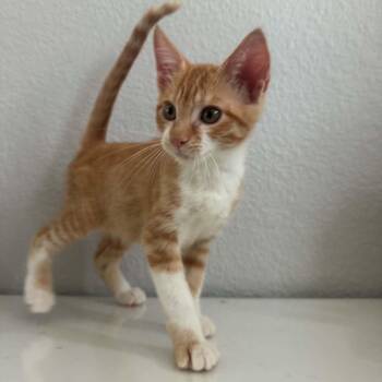 Pumpkin Spice -  Tabby and Domestic Short Hair Cat for Adoption in Antioch, California - Pumpkin Spice | PetCurious