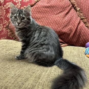 Domestic Long Hair Cats Available for Adoption - Freya | PetCurious