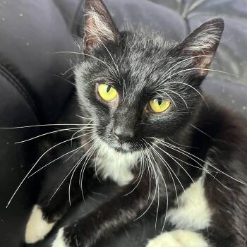 Rescue Tuxedo Cats for Adoption in Berkeley Springs, West Virginia - Fabio | PetCurious