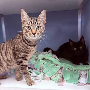 Rescue Domestic Short Hair Cats for Adoption in Tyner, North Carolina - Cheyenne | PetCurious