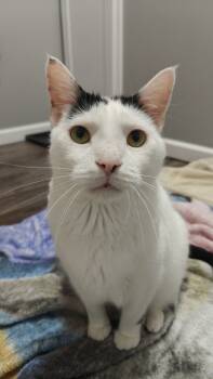 Rescue Domestic Short Hair Cats for Adoption in Boone, Iowa - Oliver Bonded To Bandit | PetCurious