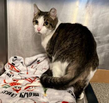 Domestic Short Hair Cats Available for Adoption - Gator | PetCurious