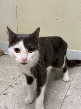 FORD -  Domestic Short Hair Cat for Adoption in Sandusky, Ohio - FORD | PetCurious