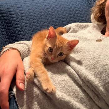 mushu -  Domestic Short Hair Cat for Adoption in Chattanooga, Tennessee - Mushu | PetCurious