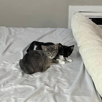 Mini Golf -  Domestic Short Hair Cat for Adoption in Evanston, Illinois - Mini Golf | PetCurious