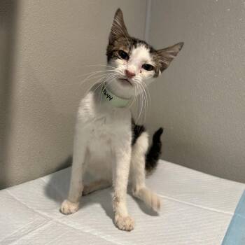 IVHS-Stray-142644 -  Domestic Short Hair Cat for Adoption in San Gabriel, California - IVHS-Stray-142644 | PetCurious