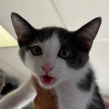 Socks -  Domestic Short Hair Cat for Adoption in Goleta, California - Socks | PetCurious