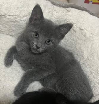 Sparkles -  Domestic Short Hair Cat for Adoption in Lafayette, Colorado - Sparkles | PetCurious