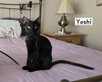 Yoshi -  Domestic Short Hair Cat for Adoption in Boynton Beach, Florida - Yoshi | PetCurious