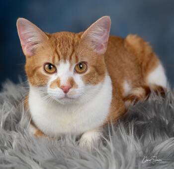 Domestic Short Hair Cats Available for Adoption - Bamboo | PetCurious