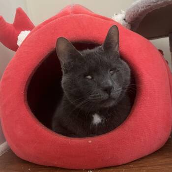 Domestic Short Hair Cats Available for Adoption - Stanley | PetCurious