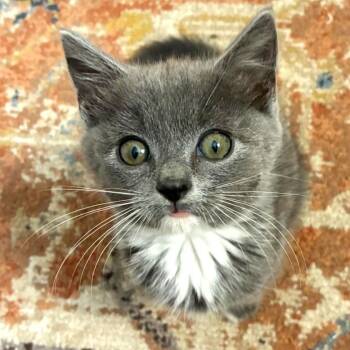 Domestic Short Hair Cats Available for Adoption - Veronica | PetCurious