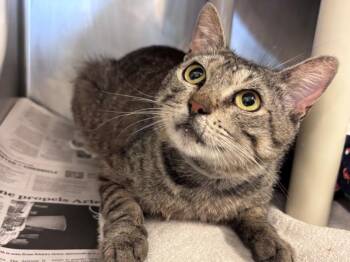 Domestic Short Hair Cats Available for Adoption in Houston, Texas - TRAVIS | PetCurious