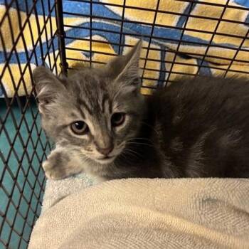 Algeria -  Domestic Short Hair Cat for Adoption in Pasadena, California - Algeria | PetCurious