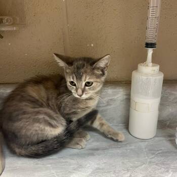 baby -  Domestic Short Hair Cat for Adoption in Lewisburg, West Virginia - Baby | PetCurious