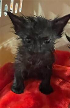 Domestic Short Hair Cats Available for Adoption in Palmetto, Florida - A135716 | PetCurious