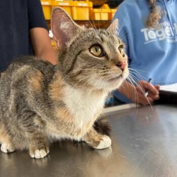 Domestic Short Hair Cats Available for Adoption in Chapel Hill, North Carolina - Meadow | PetCurious