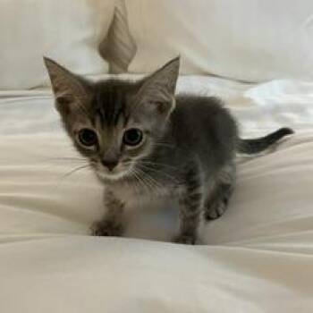Jesse -  Domestic Short Hair Cat for Adoption in Greensboro, Georgia - Jesse | PetCurious
