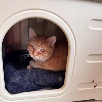 Sawyer -  Domestic Short Hair Cat for Adoption in Richland, Michigan - Sawyer | PetCurious