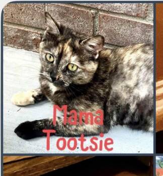 Rescue Domestic Short Hair Cats for Adoption in Sanford, North Carolina - Tootsie | PetCurious