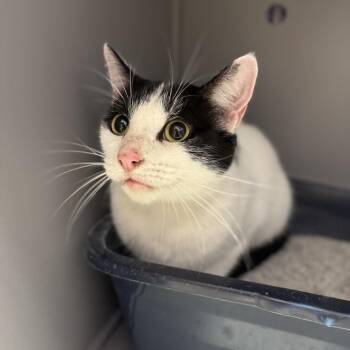 Moo -  Domestic Short Hair Cat for Adoption in Springboro, Ohio - Moo | PetCurious