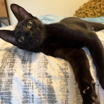 Mario -  Domestic Short Hair Cat for Adoption in Jupiter, Florida - Mario | PetCurious