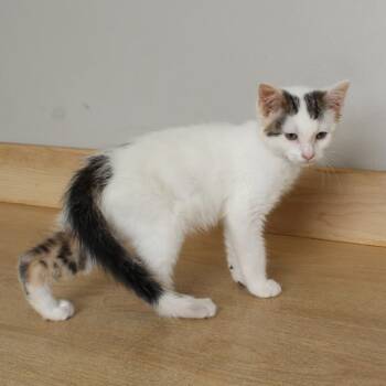 Christopher C69537 -  Domestic Short Hair Cat Available for Adoption in Minnetonka, Minnesota - Christopher C69537 | PetCurious