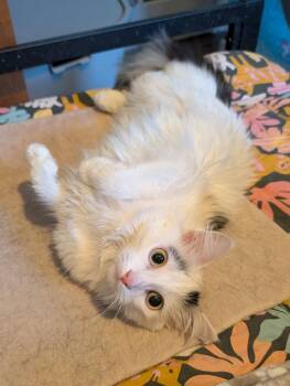 Domestic Medium Hair Cats Available for Adoption - Dorothy | PetCurious