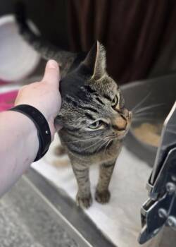 Baboon -  Domestic Short Hair Cat for Adoption in Westland, Michigan - Baboon | PetCurious