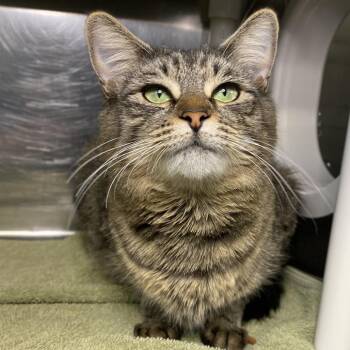 Domestic Medium Hair Cats Available for Adoption - Keeby | PetCurious