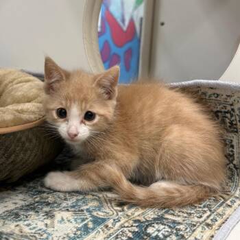 Blaze -  Domestic Short Hair Cat for Adoption in Cheyenne, Wyoming - Blaze | PetCurious