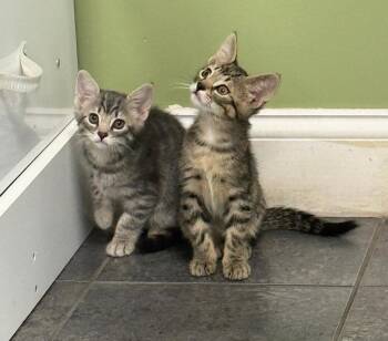 Domestic Short Hair Cats Available for Adoption in Breinigsville, Pennsylvania - Dylan | PetCurious